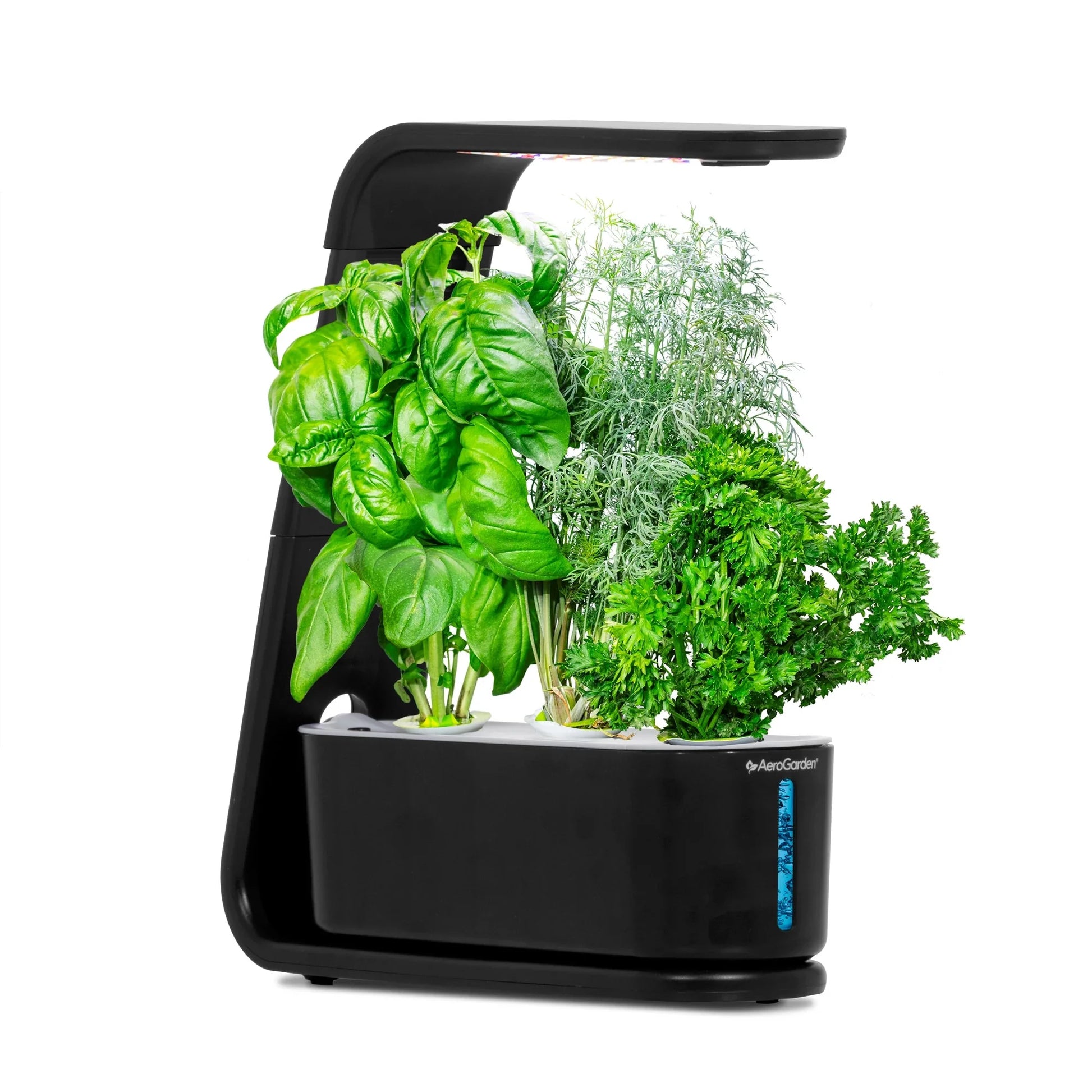 Sprout with Gourmet Herbs Seed Pod Kit, Black