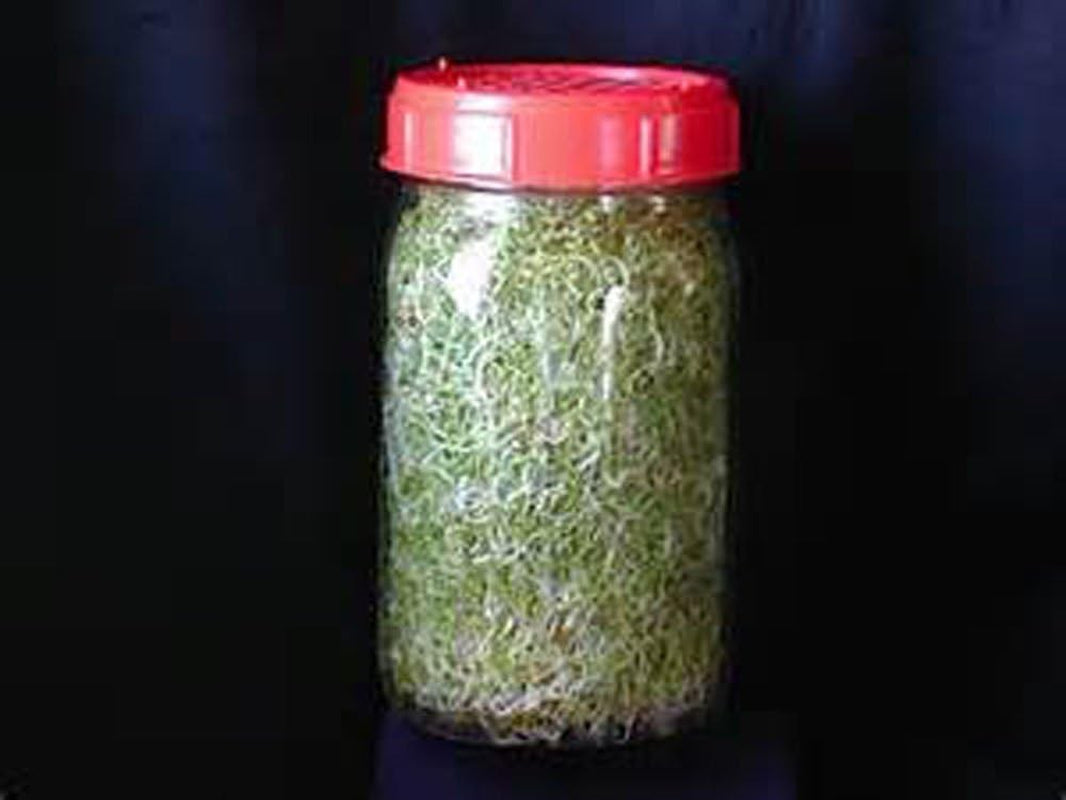 Non-Gmo Broccoli Seeds for Sprouting Sprouts Microgreens - Broccoli Sprouts 2Oz