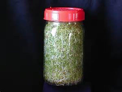 Non-Gmo Broccoli Seeds for Sprouting Sprouts Microgreens - Broccoli Sprouts 2Oz